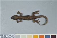 藏品(鉛山壁虎)的圖片